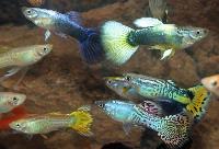 Guppy hanar mix