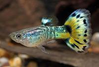Guppy kingcobra grön hane
