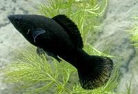 Black molly