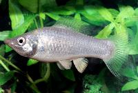 Silver molly