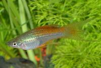 Xiphophorus hellerii, pineapple lyr