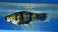 Xiphophorus hellerii, svart 