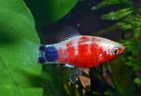 Xiphophorus maculatus