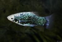 Xiphophorus maculatus (hane)