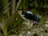 Xiphophorus maculatus (yngel)