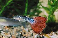Poecilia reticulata