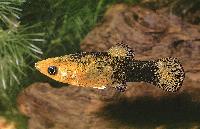 Poecilia sphenops