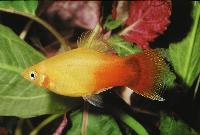 Xiphophorus maculatus, Sunset neon musse