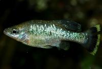 Ameca splendens