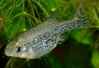 Ameca splendens