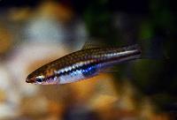 Xiphophorus pygmaeus