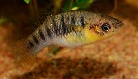 Limia nigrofasciata