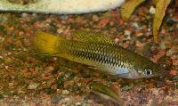 Xiphophorus cortezi