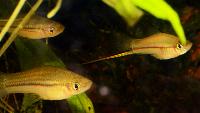Xiphophorus kallmani