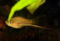Xiphophorus kallmani