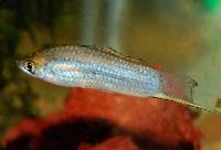 Xiphophorus nigrensis