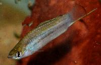 Xiphophorus nigrensis