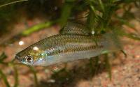 Xiphophorus nigrensis