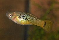 Xiphophorus variatus