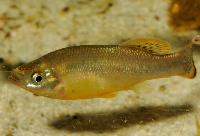 Ilyodon furcidens