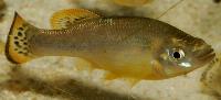 Ilyodon furcidens
