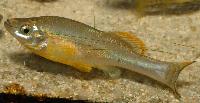 Ilyodon furcidens