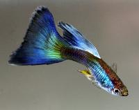Poecilia reticulata