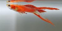Poecilia reticulata