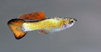 Poecilia reticulata