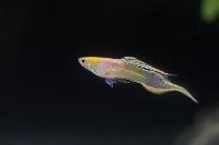 Poecilia reticulata