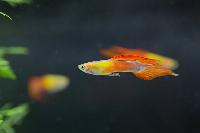 Poecilia reticulata