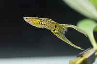 Poecilia reticulata