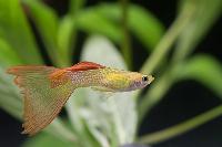 Poecilia reticulata