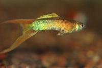 Poecilia reticulata - Double sword grey neon