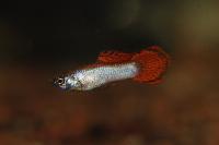 Poecilia reticulata - Spade tail grey Moscow