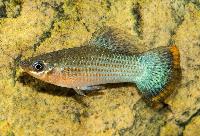 Poecilia mexicana