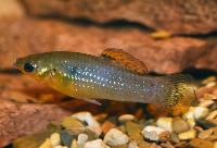 Poecilia vandepolli