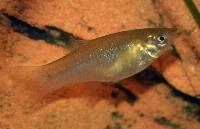 Poecilia vandepolli