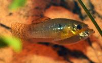 Poecilia vandepolli
