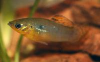 Poecilia vandepolli