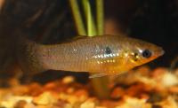 Poecilia vandepolli