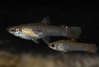 Xenophallus umbratilis