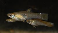 Xenophallus umbratilis