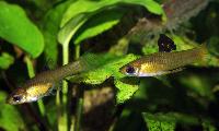 Xenophallus umbratilis