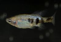 Skiffia bilineata