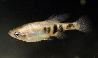 Skiffia bilineata
