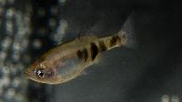 Skiffia bilineata
