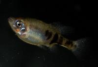Skiffia bilineata