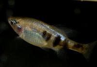 Skiffia bilineata