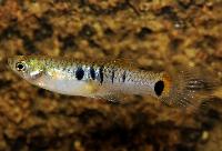 Poecilia parae